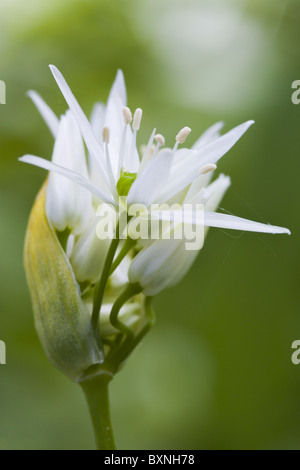 Bärlauch - Bärlauch Stockfoto