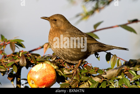 weiblich/Juvenile gemeinsame Blackbird(turdus merula) Fütterung auf Apfel gespickt auf Zwergmispel Ast Stockfoto