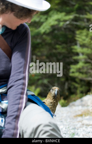 Kea (Nestor Notabilis) mit Touristen. Arthurs Pass, Neuseeland Stockfoto