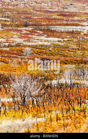 Herbst oder Herbstfarben - La Sal Mountain Road in der Nähe von Moab Utah USA tote Bäume und Äste zeigen einem den letzten Waldbrand Stockfoto