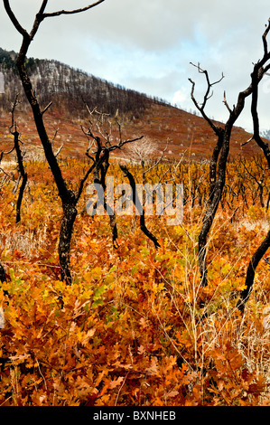 Herbst oder Herbstfarben - La Sal Mountain Road in der Nähe von Moab Utah USA tote Bäume und Äste zeigen einem den letzten Waldbrand Stockfoto