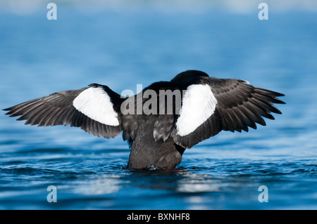 Guillemot Cepphus Grylle schwarz Stockfoto