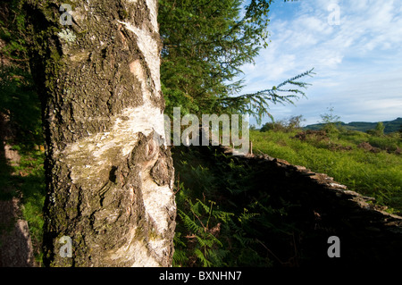 Silber-Birke, Betula Pendel. Seenplatte, UK Stockfoto