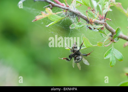 Biene im Spinnennetz gefangen. Seenplatte, UK Stockfoto