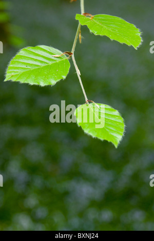 Glockenblumen & Strand Blätter Stockfoto
