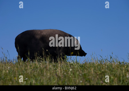 Ein Spanisch-iberische Schwein, die Quelle der Iberico Schinken Pata Negra, Schürfwunden auf dem Lande in Prado del Rey, Cadiz, Spanien genannt. Stockfoto