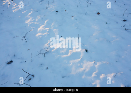 Geringer Sonneneinstrahlung glänzt durch gefrorenen Schnee im englischen Wald. Stockfoto