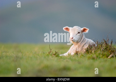 Lamm auf dem Rasen sitzen. Neuseeland Stockfoto