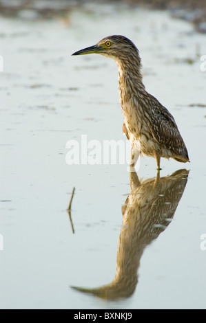 Juvenile Nankeen Nachtreiher (Nycticorax Caledonicus). Kakadu National Park, Australien Stockfoto