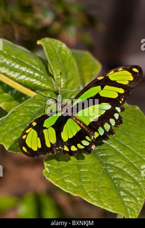 Tropische und exotische Malachit Schmetterling auf Blatt ruhen Stockfoto