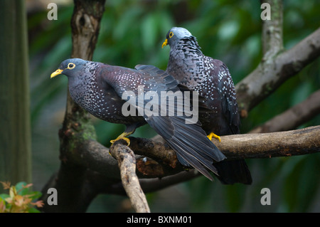 Afrikanische Olive-Taube Rameron Taube Columba Arquatrix Welt der Vögel Kapstadt Südafrika gefangen Stockfoto