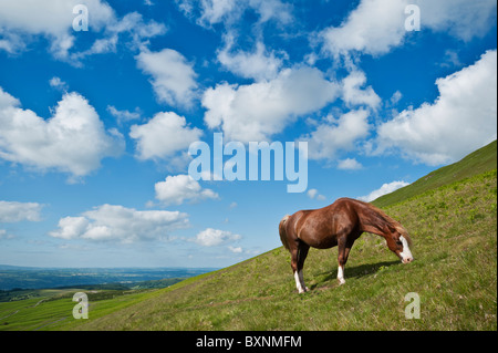 Welsh Mountain Pony ernährt sich von Hang am Heu zu bluffen, Brecon Beacons National Park, Wales Stockfoto