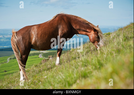 Welsh Mountain Pony ernährt sich von Hang am Heu zu bluffen, Brecon Beacons National Park, Wales Stockfoto