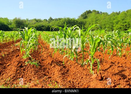 Maisfeld - Maisfeld 03 Stockfoto