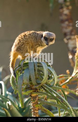 Slender-Tailed Meerkat Suricata Suricatta Welt der Vögel Kapstadt Südafrika gefangen Stockfoto