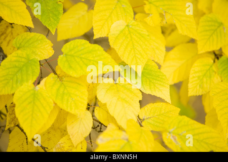 Nahaufnahme von hellen gelben Herbst Blätter mit dünnen Fäden der grünen Farbe Stockfoto