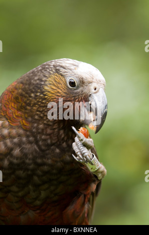 Kaka oder Nestor Meridionalis Fütterung an die National Wildlife Center Mount Bruce in Neuseeland Stockfoto