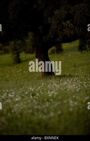 Ein einsamer Baum wächst auf einem Hügel im Dorf Zahara De La Sierra, Provinz Cadiz, Andalusien, Spanien, 22. April 2010 Stockfoto