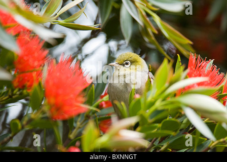 Pazifik Pohutukawa Baum gehockt Stockfoto