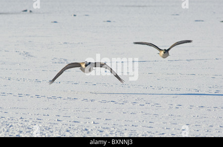 Erwachsenen Kanadagänse über einen gefrorenen See zu fliegen. Stockfoto