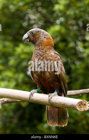 Kaka oder Nestor Meridionalis Fütterung an die National Wildlife Center Mount Bruce in Neuseeland Stockfoto