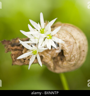 Bärlauch - Bärlauch Stockfoto