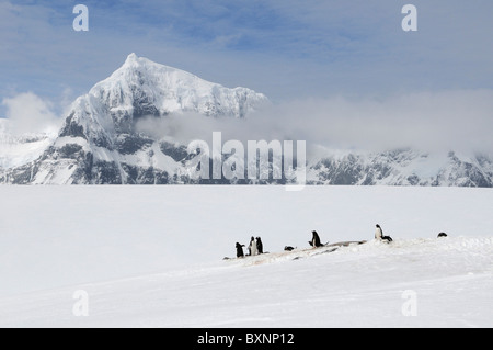 Gentoo Penguins Pygoscelis Papua in Damoy Punkt, Wiencke-Insel, Palmer-Archipel, Antarktis Stockfoto