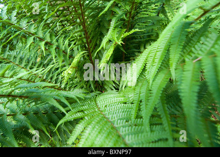 Gemeinsamen Bracken, Pteridium Aquilinum. Seenplatte, UK Stockfoto