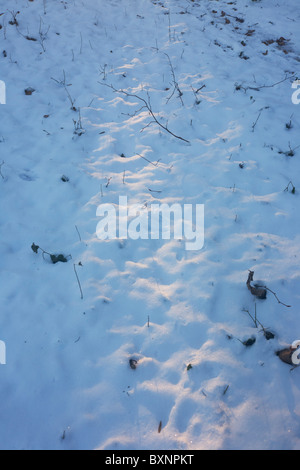 Geringer Sonneneinstrahlung glänzt durch gefrorenen Schnee im englischen Wald. Stockfoto