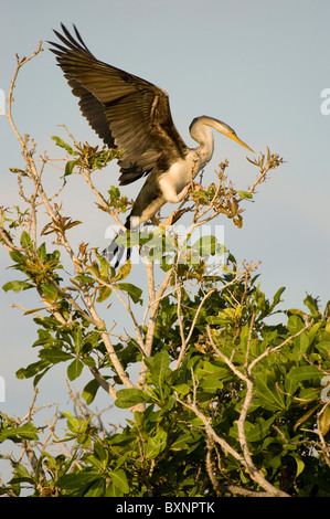 Australasian Darter (Anhinga Novaehollandiae) thront auf einem Baum. Yellow River, Kakadu-Nationalpark. Australien. Stockfoto