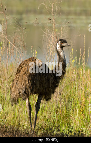 Emu (Dromaius Novaehollandiae) Mareeba tropische Savanne und Wetlands Reserve. Queensland, Australien Stockfoto