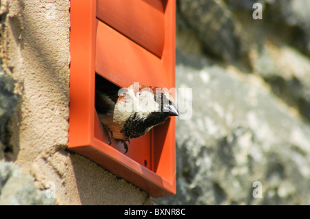 Erwachsene männliche Haussperling (Passer Domesticus) Nest in Entlüfter verlassen. Cardigan Bay, Wales Stockfoto