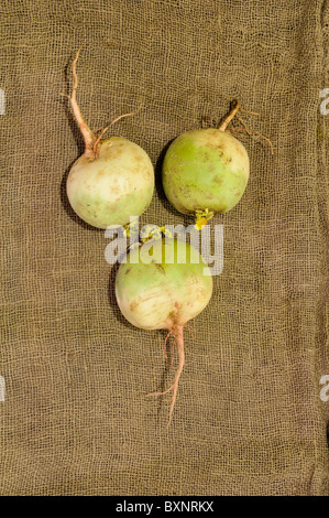 Mosato Rose Radieschen nach der Ernte mit Sackleinen-Hintergrund Stockfoto