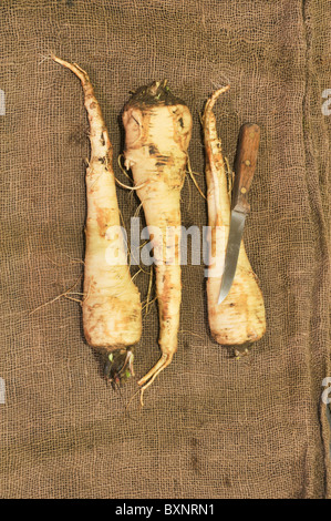 Pastinaken auf Sackleinen Hintergrund mit Messer für Skala Stockfoto