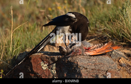 Eine Elster Frass an den Innenseiten der ein Flimmern. Stockfoto