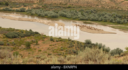 Eine Herde von Elk ruht auf einer Sandbank in der Little Snake River. Stockfoto
