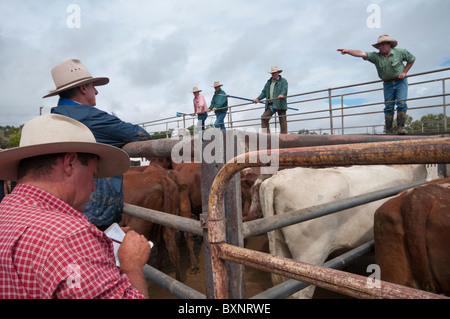Rinder-Sales bei der Gunnedah Stock Yards in New South Wales Stockfoto
