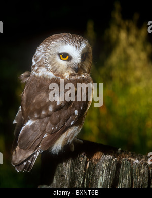 Nördlichen Säge – Whet Eule (Aegolius Acadicus) thront auf Baumstumpf Stockfoto