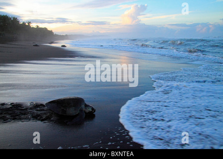 Olive Ridley Schildkröten zurück zum Meer bei Sonnenaufgang nach der Eiablage während Arribada. Stockfoto