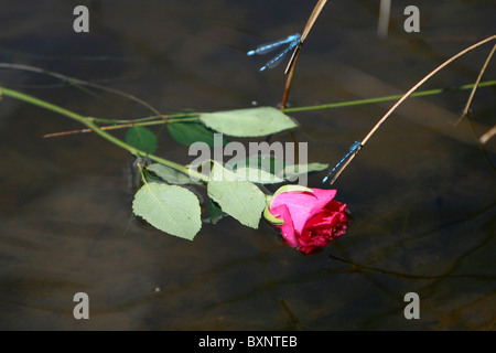 Libellen ruhen auf Schilf in der Nähe von einer roten rose liegen in einem Teich Stockfoto