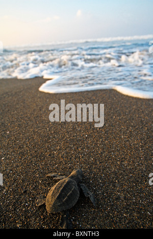 Jungtier Olive Ridley Turtle kriecht zum Ozean nach Austritt aus dem Nest. Stockfoto