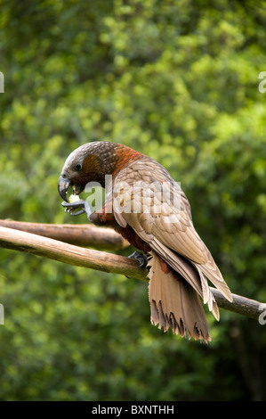 Kaka oder Nestor Meridionalis Fütterung an die National Wildlife Center Mount Bruce in Neuseeland Stockfoto