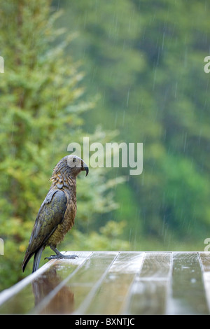 Kea Nestor notabilis Stockfoto