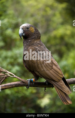 Kaka oder Nestor Meridionalis Fütterung an die National Wildlife Center Mount Bruce in Neuseeland Stockfoto