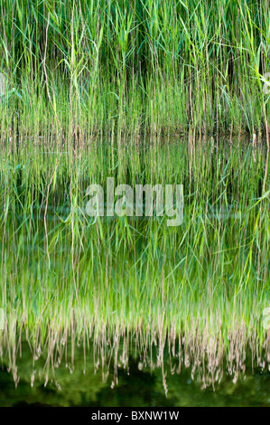 Reed Reflexion Elterwater Seenplatte UK Stockfoto