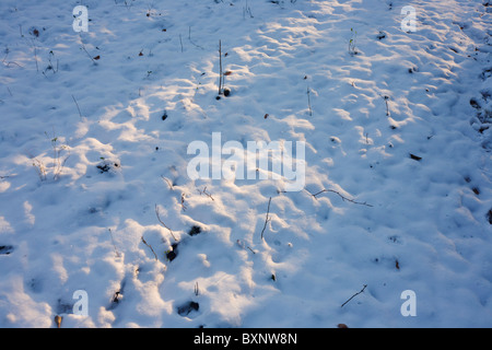 Geringer Sonneneinstrahlung glänzt durch gefrorenen Schnee im englischen Wald. Stockfoto