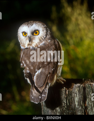 Nördlichen Säge – Whet Eule (Aegolius Acadicus) thront auf Baumstumpf Stockfoto