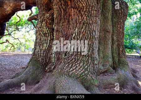 Alter Baum, Angel Eiche Baum an Angel alte Straße in Charleston, USA Stockfoto