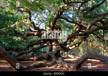 Alter Baum, Angel Eiche Baum an Angel alte Straße in Charleston, USA Stockfoto