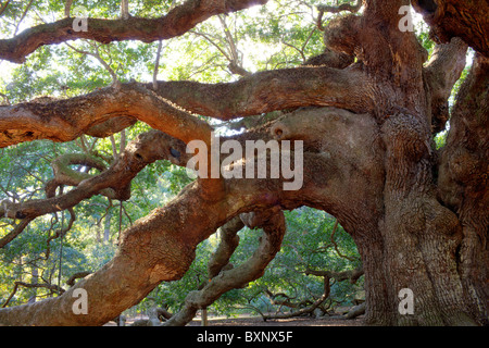 Alter Baum, Angel Eiche Baum an Angel alte Straße in Charleston, USA Stockfoto